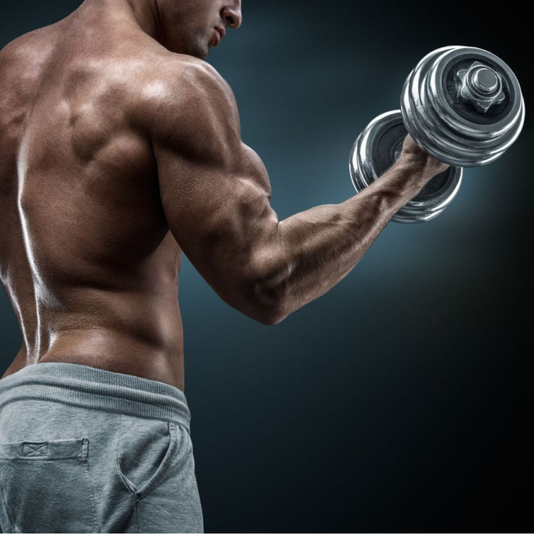 Muscle Growth